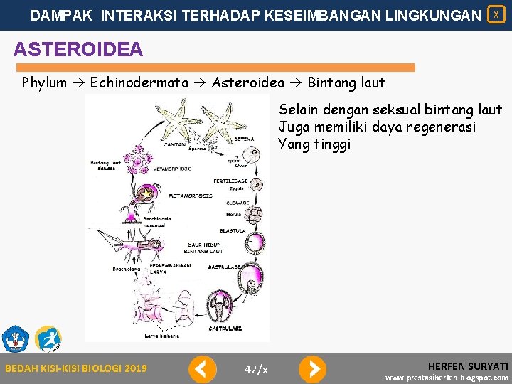 DAMPAK INTERAKSI TERHADAP KESEIMBANGAN LINGKUNGAN X ASTEROIDEA Phylum Echinodermata Asteroidea Bintang laut Selain dengan