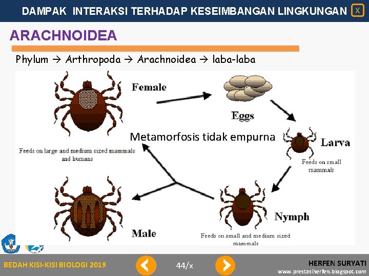 DAMPAK INTERAKSI TERHADAP KESEIMBANGAN LINGKUNGAN X ARACHNOIDEA Phylum Arthropoda Arachnoidea laba-laba Metamorfosis tidak empurna