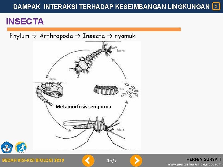 DAMPAK INTERAKSI TERHADAP KESEIMBANGAN LINGKUNGAN X INSECTA Phylum Arthropoda Insecta nyamuk Metamorfosis sempurna BEDAH