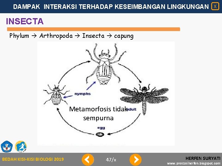 DAMPAK INTERAKSI TERHADAP KESEIMBANGAN LINGKUNGAN X INSECTA Phylum Arthropoda Insecta capung Metamorfosis tidak sempurna