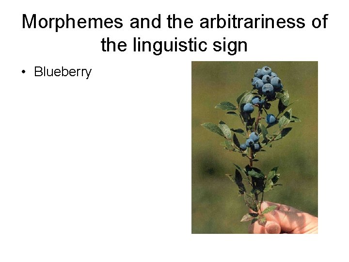 Morphemes and the arbitrariness of the linguistic sign • Blueberry 