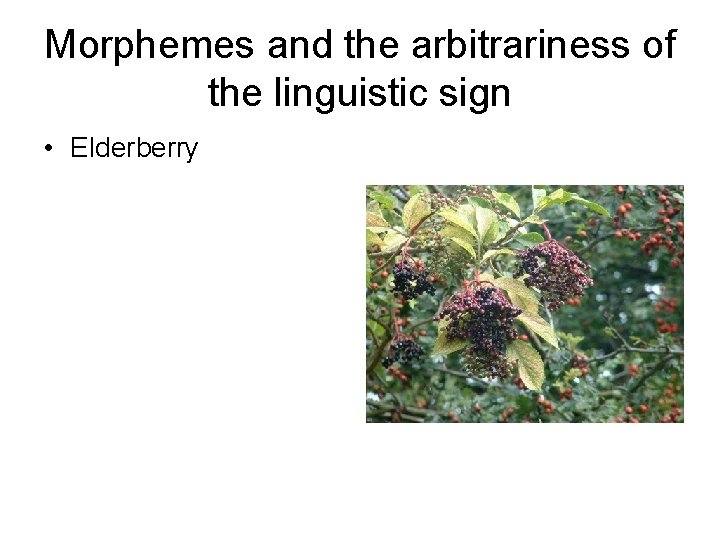 Morphemes and the arbitrariness of the linguistic sign • Elderberry 