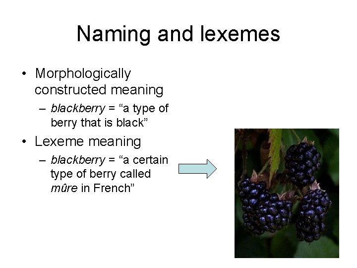Naming and lexemes • Morphologically constructed meaning – blackberry = “a type of berry