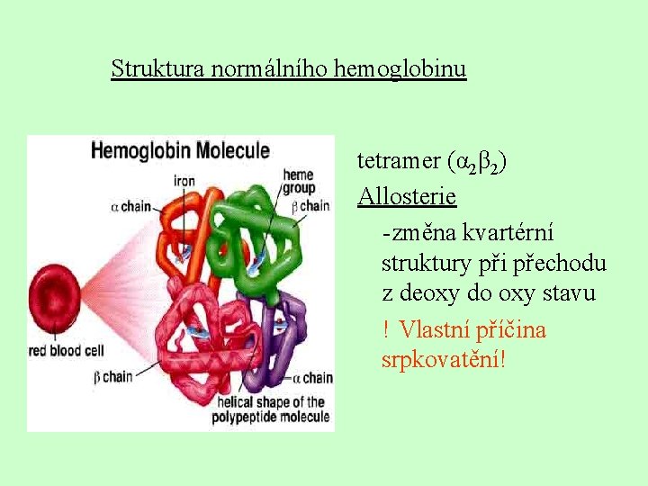 Struktura normálního hemoglobinu tetramer (α 2β 2) Allosterie -změna kvartérní struktury při přechodu z