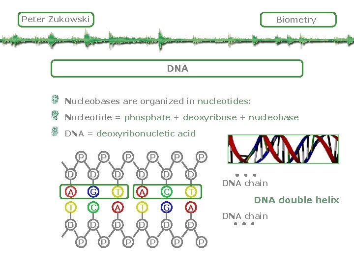 Peter Zukowski Biometry DNA Nucleobases are organized in nucleotides: Nucleotide = phosphate + deoxyribose