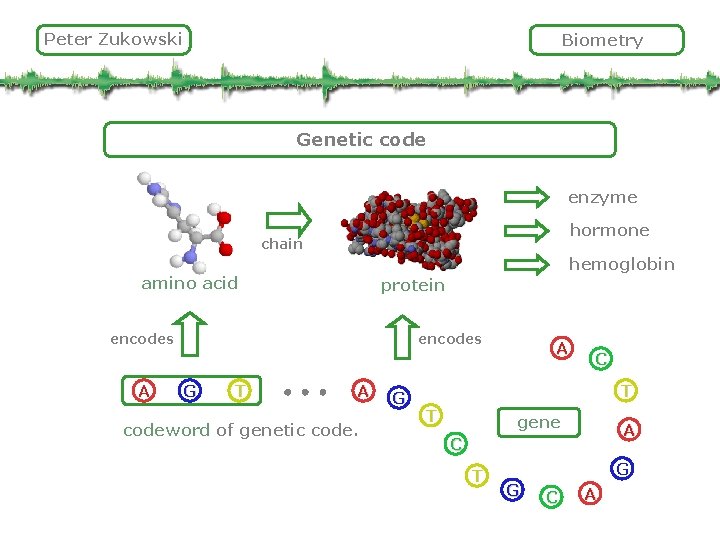 Peter Zukowski Biometry Genetic code enzyme hormone chain hemoglobin amino acid protein encodes A