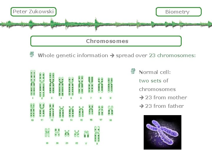 Peter Zukowski Biometry Chromosomes Whole genetic information spread over 23 chromosomes: Normal cell: two