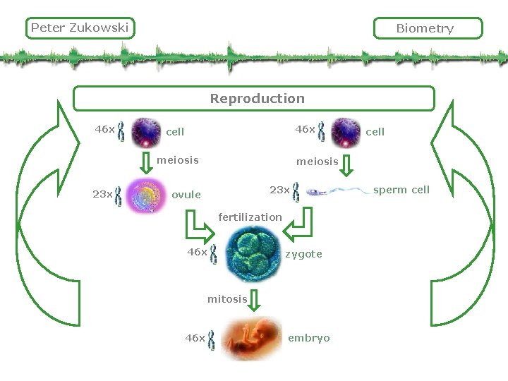 Peter Zukowski Biometry Reproduction 46 x cell meiosis 23 x ovule fertilization 46 x