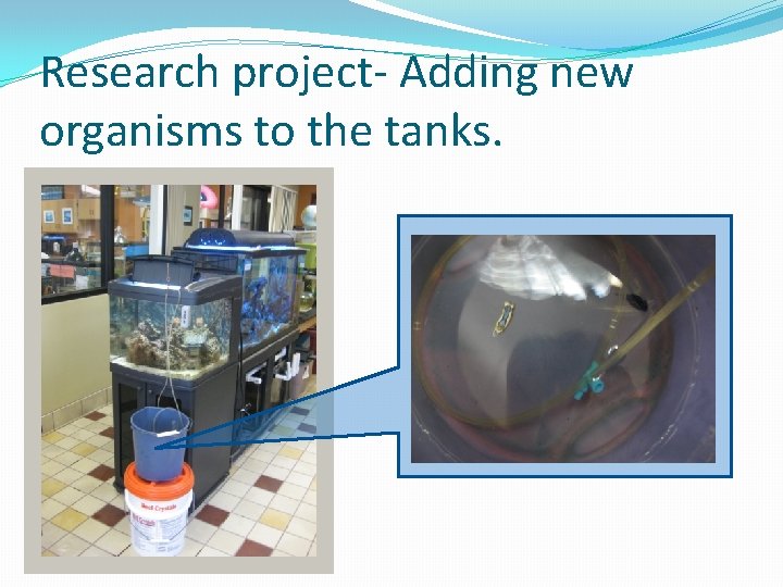 Research project- Adding new organisms to the tanks. 