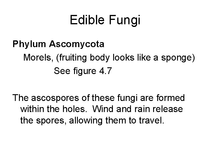 Edible Fungi Phylum Ascomycota Morels, (fruiting body looks like a sponge) See figure 4.