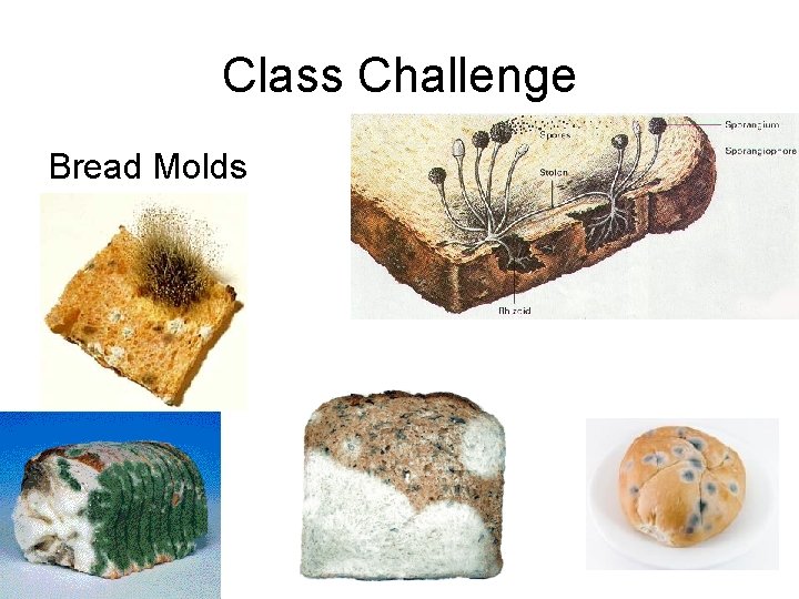 Class Challenge Bread Molds 