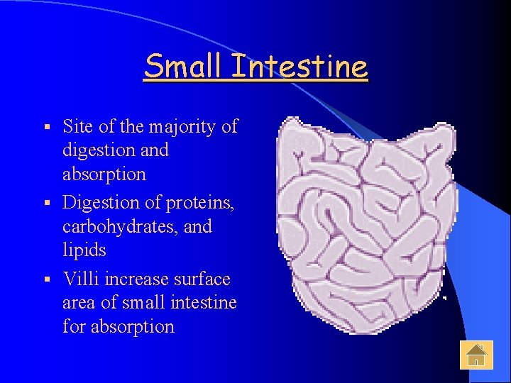 Small Intestine Site of the majority of digestion and absorption § Digestion of proteins,