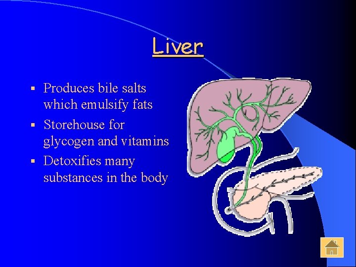 Liver Produces bile salts which emulsify fats § Storehouse for glycogen and vitamins §