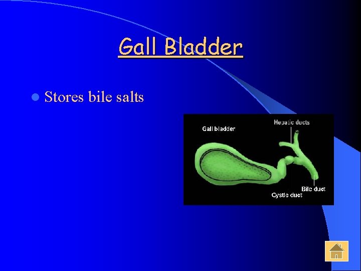 Gall Bladder l Stores bile salts 