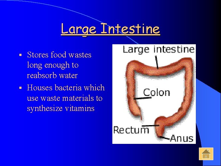 Large Intestine Stores food wastes long enough to reabsorb water § Houses bacteria which