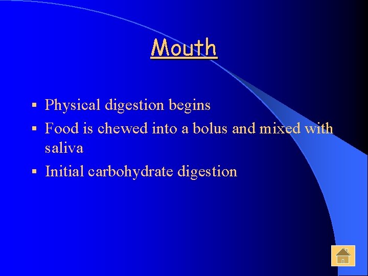 Mouth Physical digestion begins § Food is chewed into a bolus and mixed with