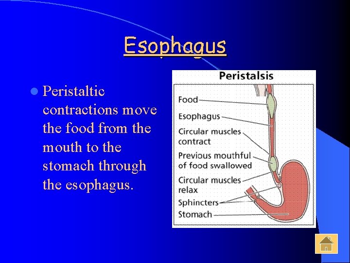 Esophagus l Peristaltic contractions move the food from the mouth to the stomach through