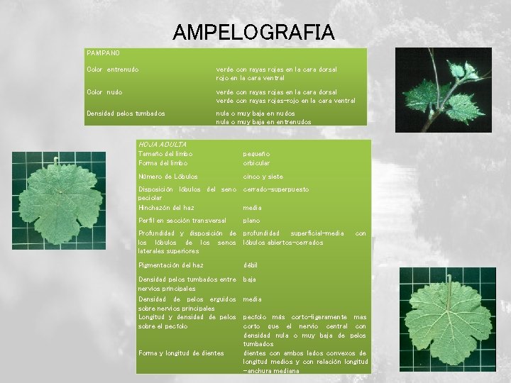 AMPELOGRAFIA PAMPANO Color entrenudo verde con rayas rojas en la cara dorsal rojo en