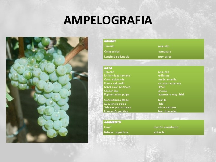 AMPELOGRAFIA RACIMO Tamaño pequeño Compacidad compacto Longitud pedúnculo muy corto BAYA Tamaño Uniformidad tamaño