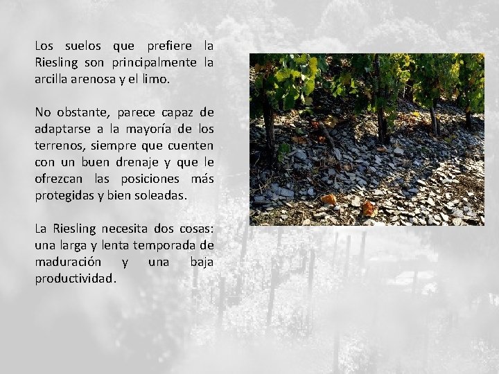 Los suelos que prefiere la Riesling son principalmente la arcilla arenosa y el limo.