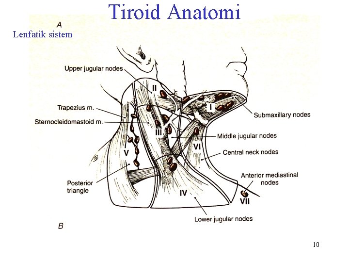 Tiroid Anatomi Lenfatik sistem 10 