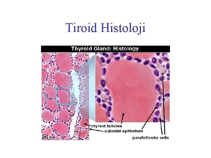 Tiroid Histoloji 