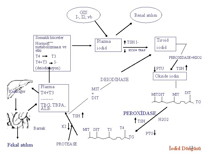 GIS I-, I 2, vb Somatik hücreler Hormon metabolizmaası ve etki T 4 T