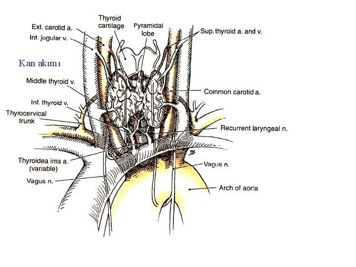 Kan akımı Tiroid Anatomi 