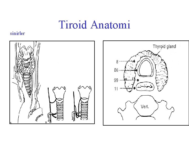 sinirler Tiroid Anatomi 