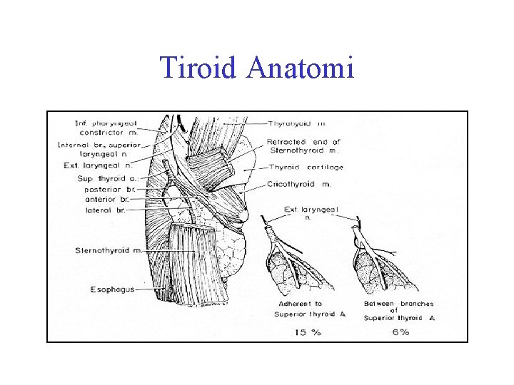 Tiroid Anatomi 
