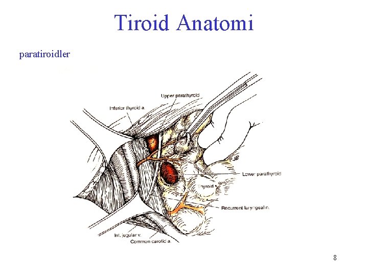 Tiroid Anatomi paratiroidler 8 