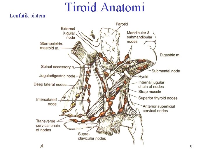 Lenfatik sistem Tiroid Anatomi 9 