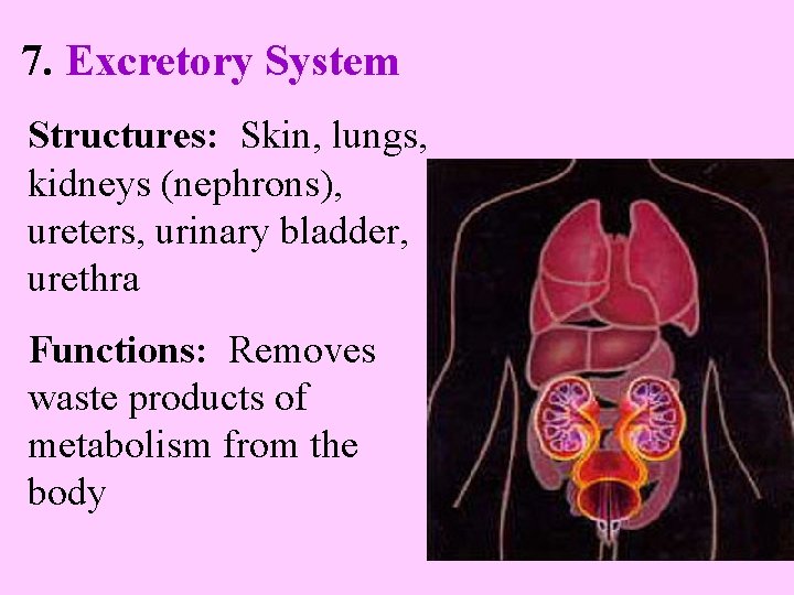 7. Excretory System Structures: Skin, lungs, kidneys (nephrons), ureters, urinary bladder, urethra Functions: Removes