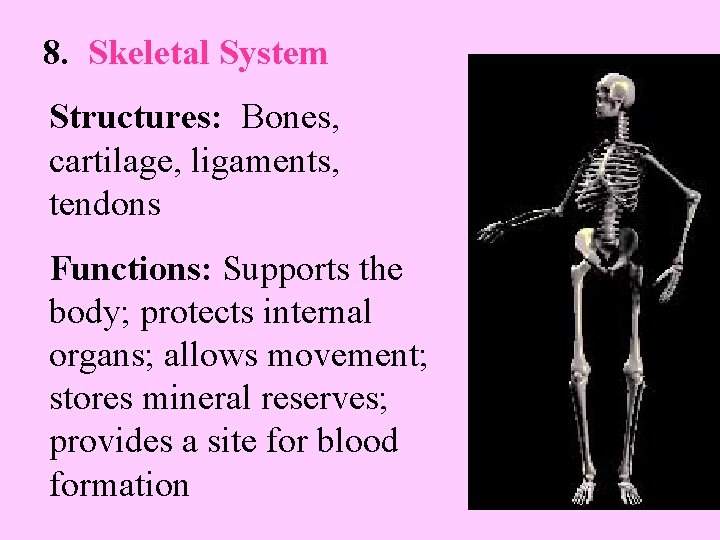 8. Skeletal System Structures: Bones, cartilage, ligaments, tendons Functions: Supports the body; protects internal