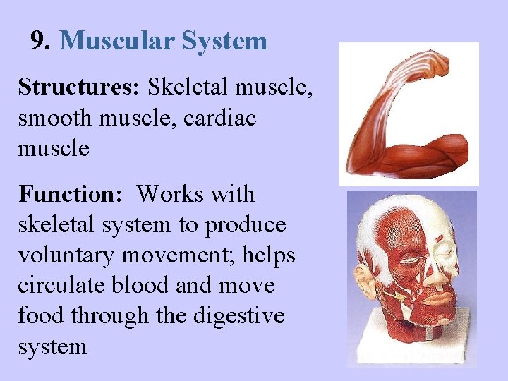 9. Muscular System Structures: Skeletal muscle, smooth muscle, cardiac muscle Function: Works with skeletal