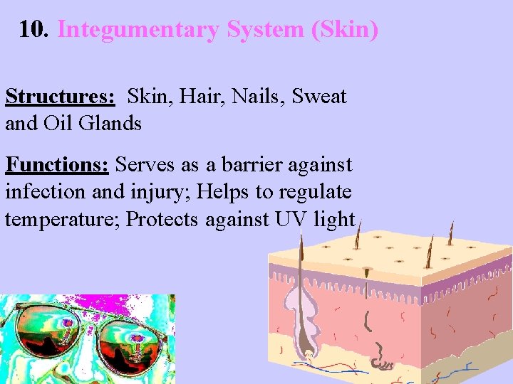 10. Integumentary System (Skin) Structures: Skin, Hair, Nails, Sweat and Oil Glands Functions: Serves