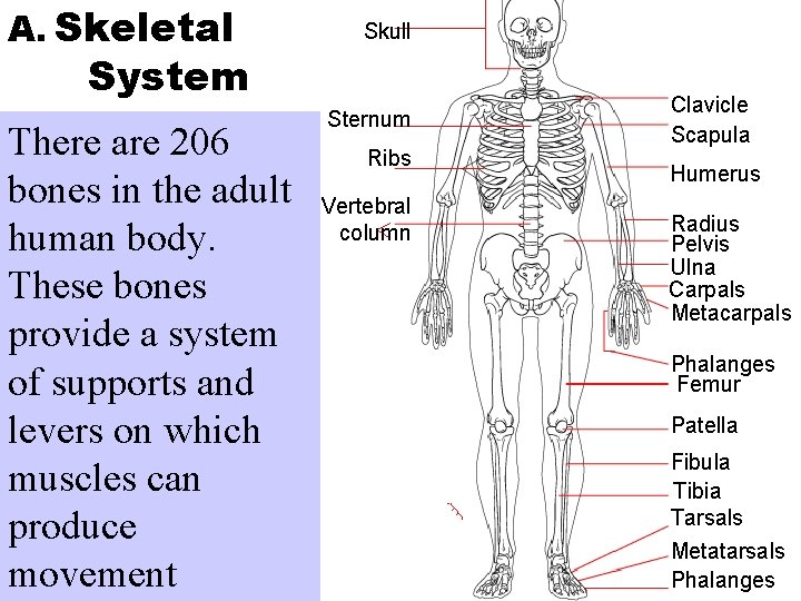 A. Skeletal Skull System There are 206 bones in the adult human body. These