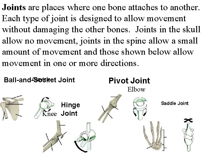 Joints are places where one bone attaches to another. Figure 36 -4 Freely Movable