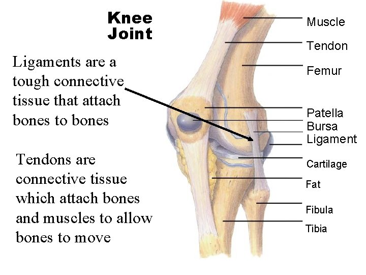 Section 36 -1 Knee Joint Ligaments are a tough connective tissue that attach bones