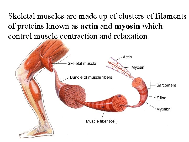 Figure 36 -7 Skeletal Muscle Structure Skeletal muscles are made up of clusters of