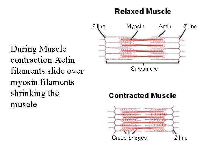 Figure 36 -8 Muscle Contraction During Muscle contraction Actin filaments slide over myosin filaments