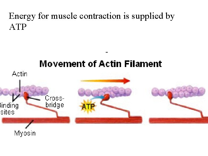 Energy for muscle contraction is supplied by ATP 