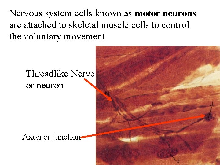 Nervous system cells known as motor neurons are attached to skeletal muscle cells to