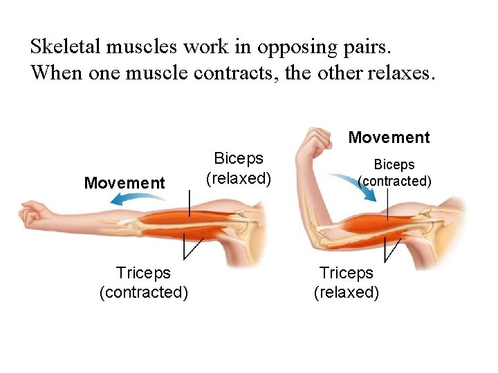 Figure 36 -11 Opposing Muscle Pairs Skeletal muscles work in opposing pairs. Section 36