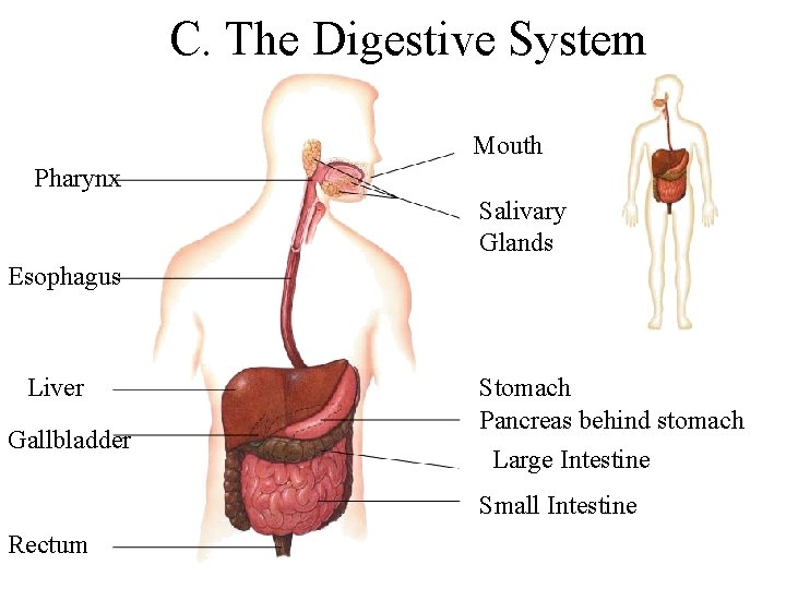 C. The Digestive System Mouth Pharynx Salivary Glands Esophagus Liver Gallbladder Stomach Pancreas behind