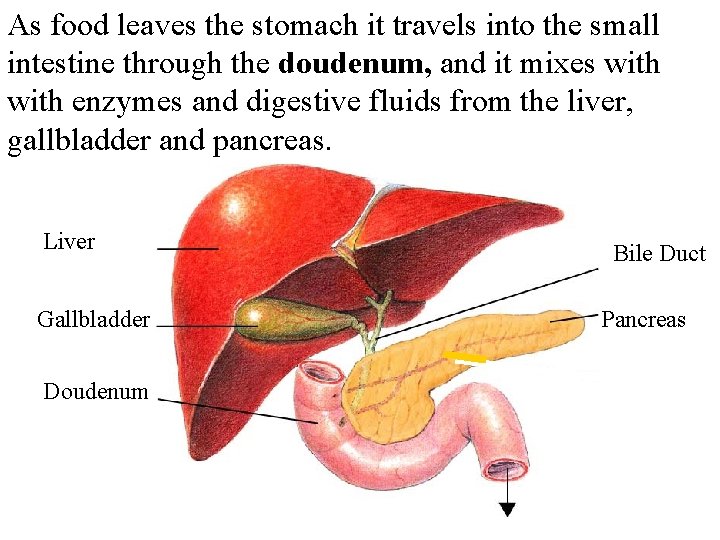 As food leaves the stomach it travels into the small intestine through the doudenum,