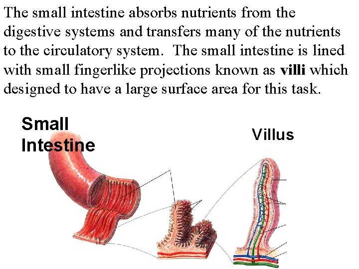 The small intestine absorbs nutrients from the digestive systems and transfers many of the