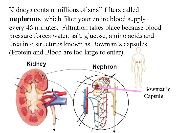 Kidneys contain millions of small filters called Section 38 -3 nephrons , which filter