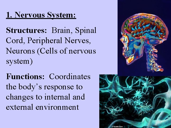 1. Nervous System: Structures: Brain, Spinal Cord, Peripheral Nerves, Neurons (Cells of nervous system)