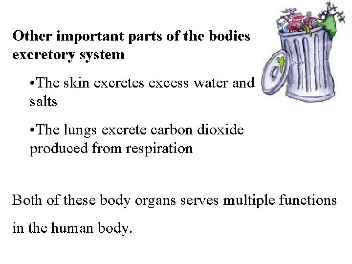 Other important parts of the bodies excretory system • The skin excretes excess water